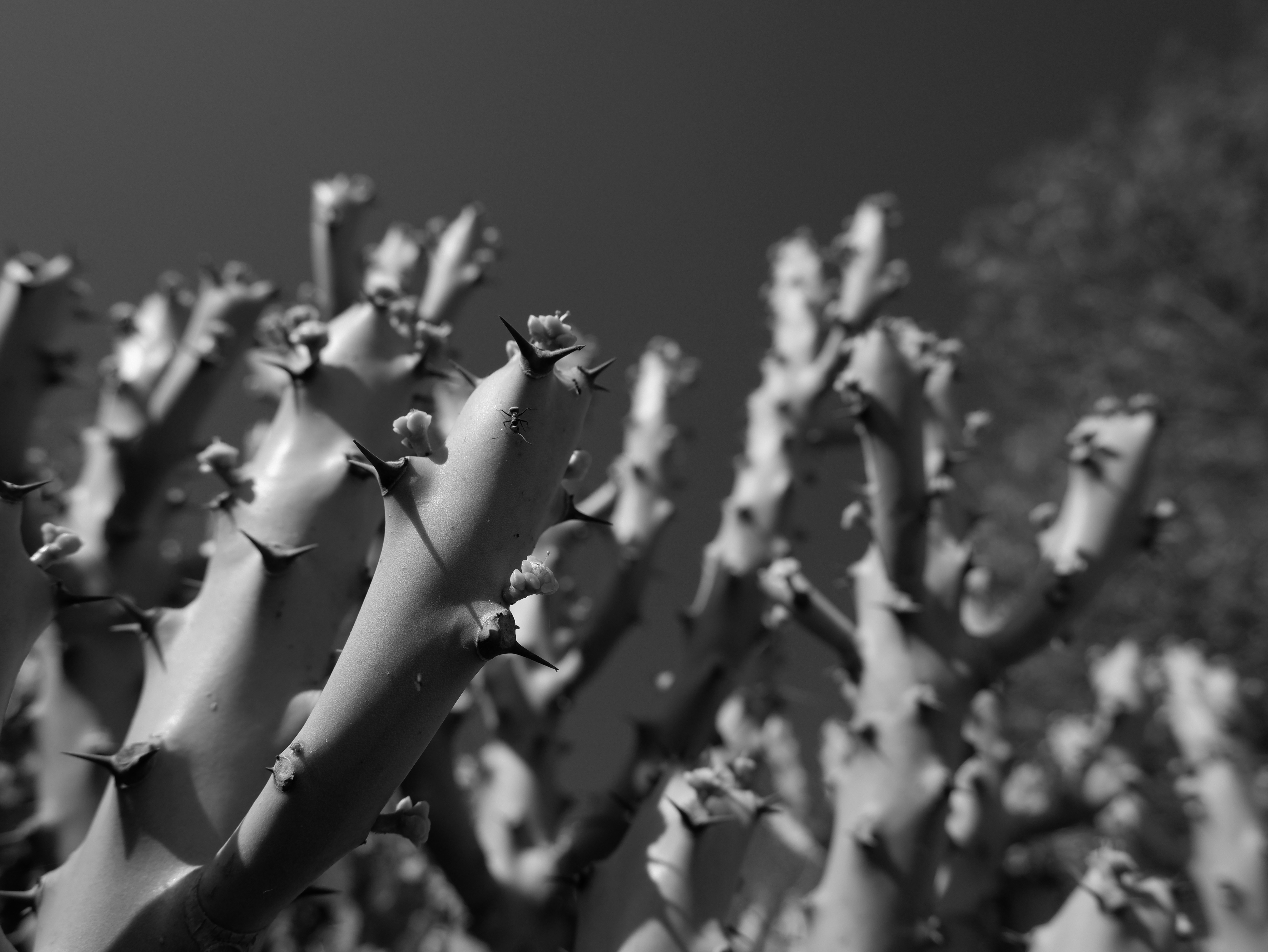 海外クラウドソーシングサイトの画面を開いているノートPCと、ドル紙幣・スマホを並べたデスクの構成